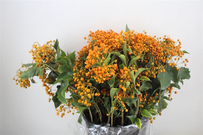 <h4>Pittosp Rombifolia P Bunch</h4>