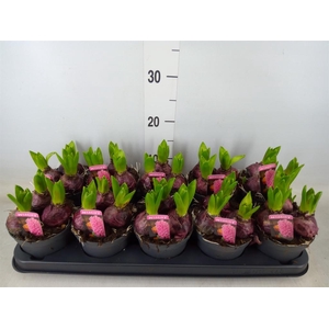 Hyacinthus orie. 'Pearl Pink'