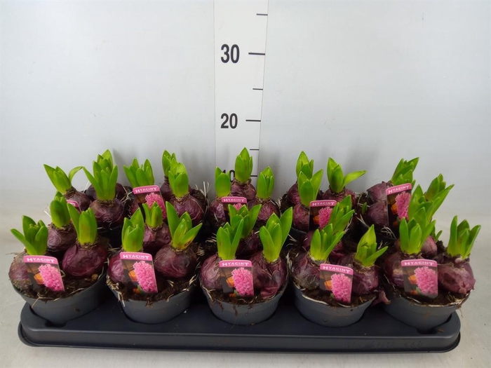 <h4>Hyacinthus orie. 'Pearl Pink'</h4>
