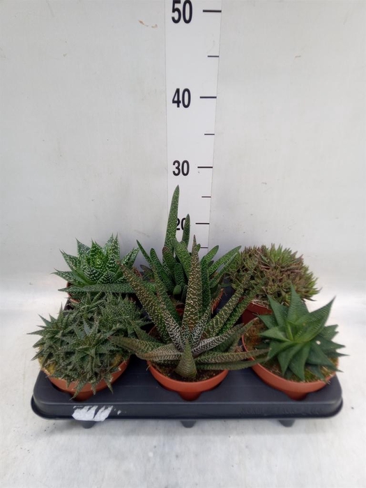 <h4>Aloe   ...mix</h4>