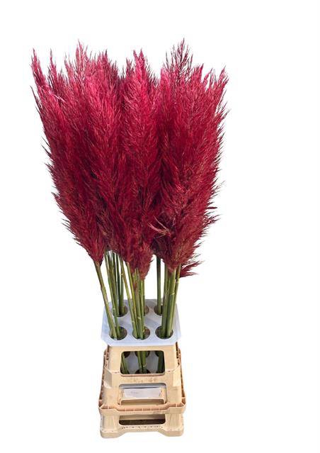 <h4>CORTA SE PUMILA RED</h4>