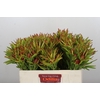Leucadendron Ayoba Cherry Pearl