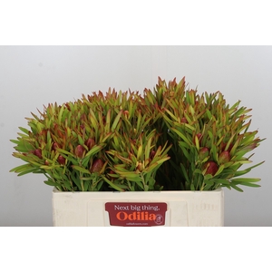 Leucadendron Ayoba Cherry Pearl