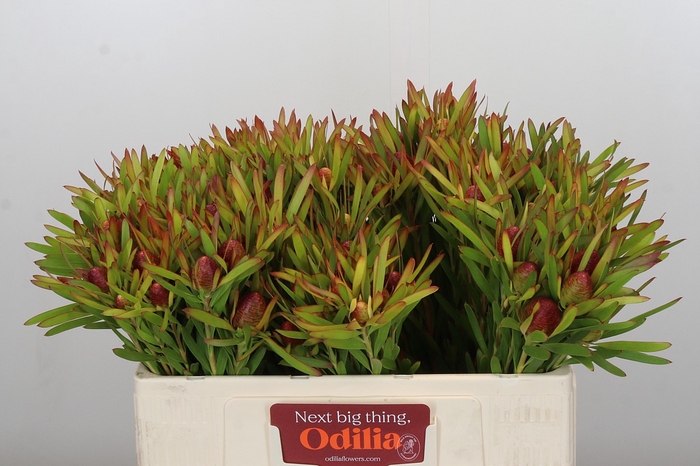 <h4>Leucadendron Ayoba Cherry Pearl</h4>