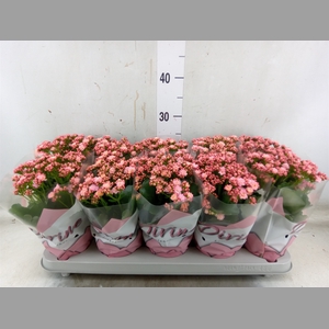 Kalanchoe blos. 'Perfecta Pink'