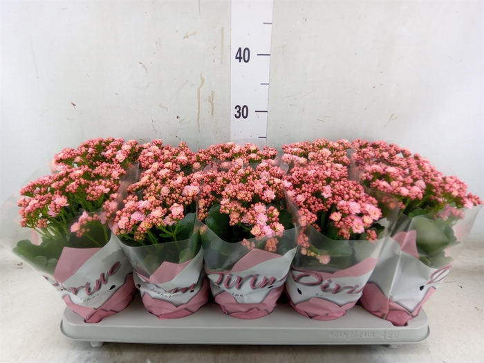 <h4>Kalanchoe blos. 'Perfecta Pink'</h4>