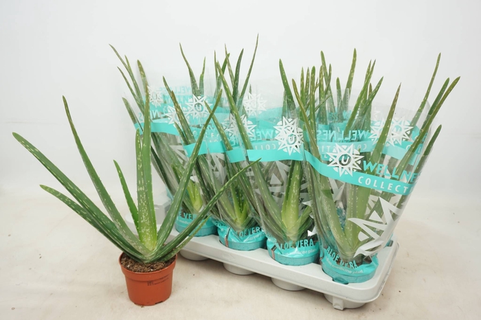 <h4>ALOE VERA</h4>