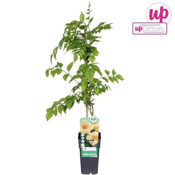 <h4>Campsis Radicans Fllava</h4>