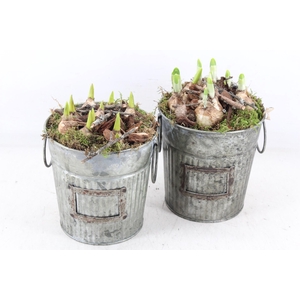 arr4 Bollenmix MB - Zink tonnetje green x6