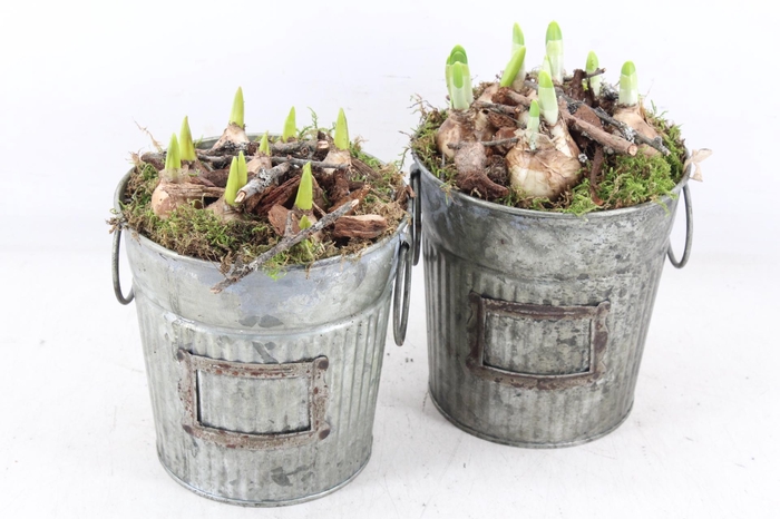 <h4>arr4 Bollenmix MB - Zink tonnetje green x6</h4>