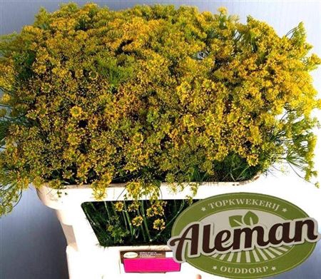 <h4>Anethum Graveolens</h4>