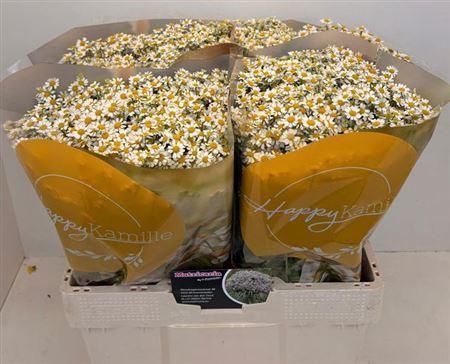 <h4>Tana Pa Single Vegmo [grootscholten]</h4>