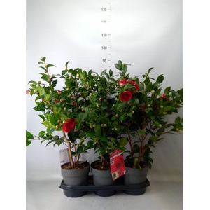 Camellia japonica