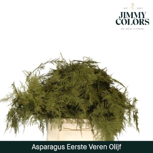 Aspa 1ste veren Olive