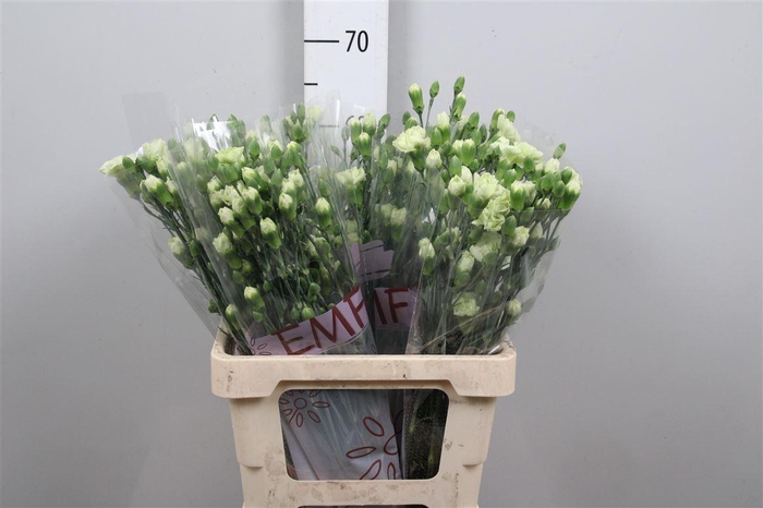 <h4>Di Tr Parsley+</h4>