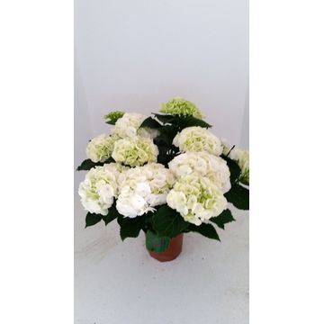 <h4>Hydrangea mac. 'Wudu'</h4>