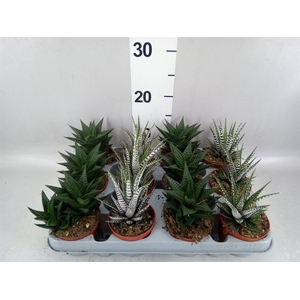 Haworthia   ...mix