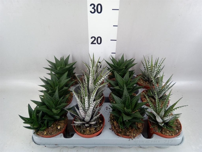 <h4>Haworthia   ...mix</h4>