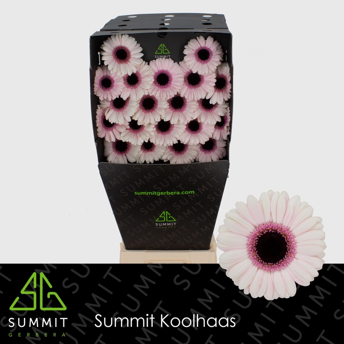 <h4>Germini Abby Lou Diamond per kaart</h4>