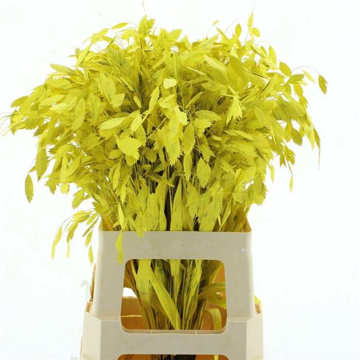 <h4>Chasmantium Klb Yellow</h4>