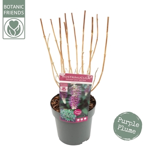 Rostrinucula Dependens