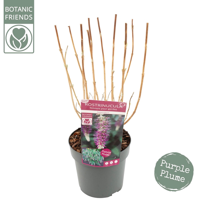 <h4>Rostrinucula Dependens</h4>