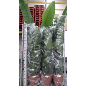 Strelitzia nicolai