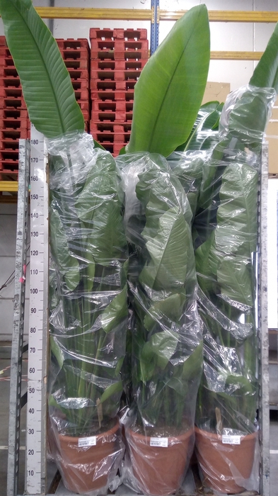 <h4>Strelitzia nicolai</h4>