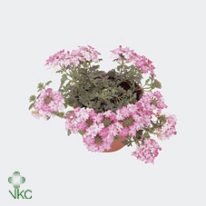 Verbena  'Magelana Pink Swirl'