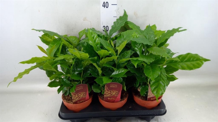 <h4>Coffea arabica</h4>