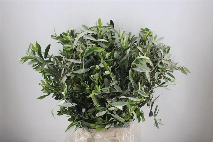 <h4>Olijf 300gr P Bunch</h4>