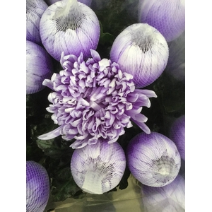 CHR G ANTONOV KLB H%