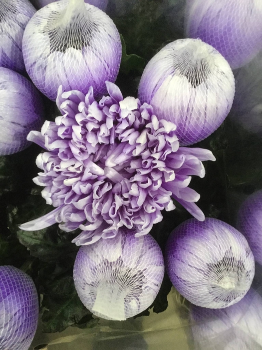 <h4>CHR G ANTONOV KLB H%</h4>