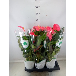 Anthurium andr. 'Maine'