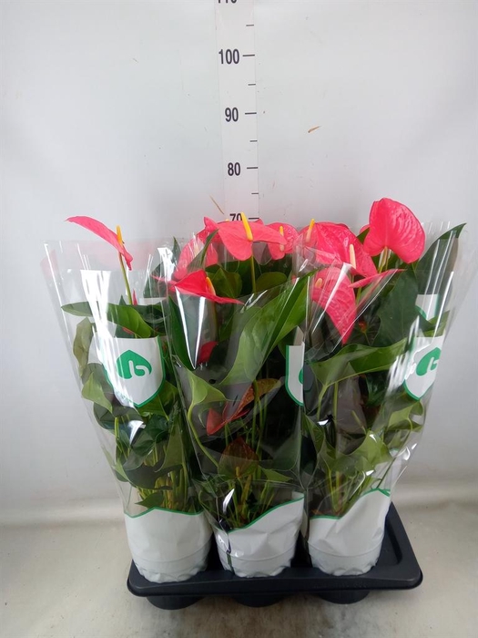 <h4>Anthurium andr. 'Maine'</h4>