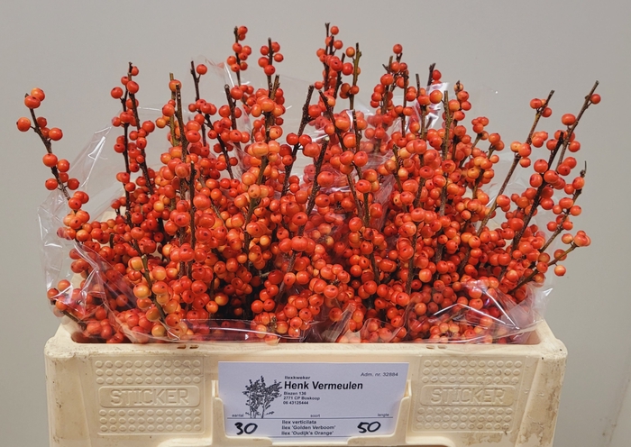 <h4>ILEX VE OUDIJ ORANGE</h4>