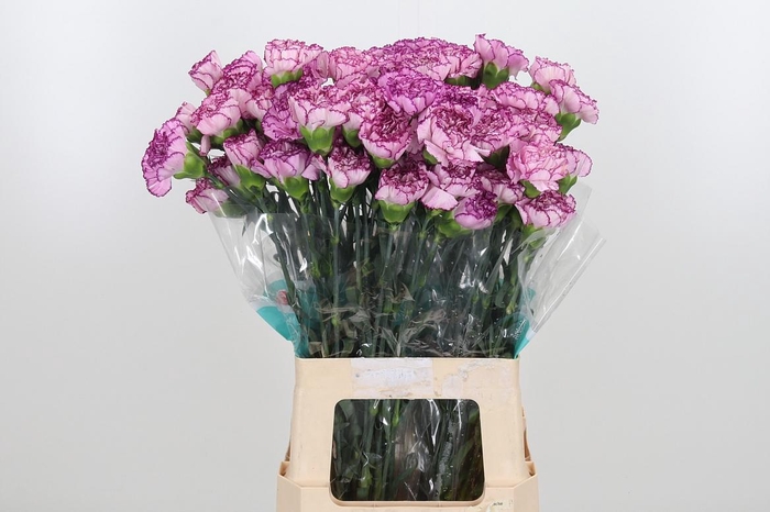 <h4>Di St Boheme</h4>