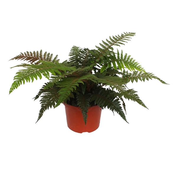 <h4>Polystichum Polyblepharum (Winterhard)</h4>