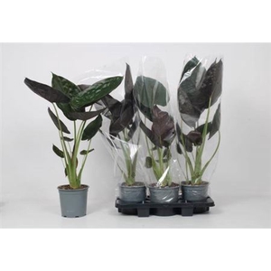Alocasia wentii