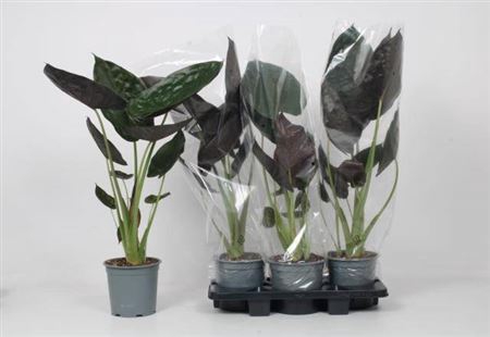 <h4>Alocasia wentii</h4>
