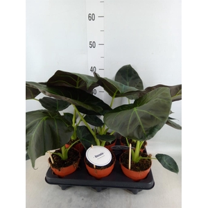 Alocasia  'Regal Shields'