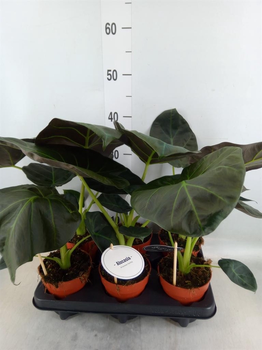 <h4>Alocasia  'Regal Shields'</h4>
