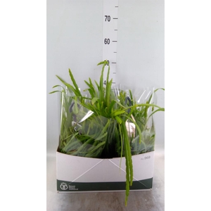 Rhipsalis   ...