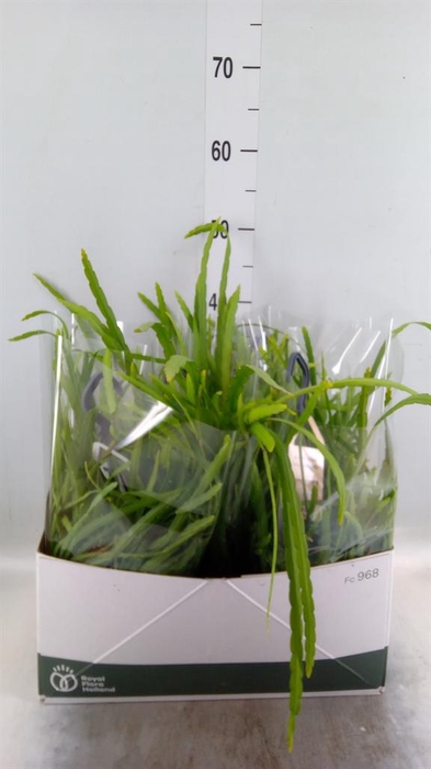 <h4>Rhipsalis ...</h4>