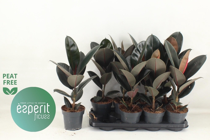 <h4>FIC EL ABIDJAN</h4>