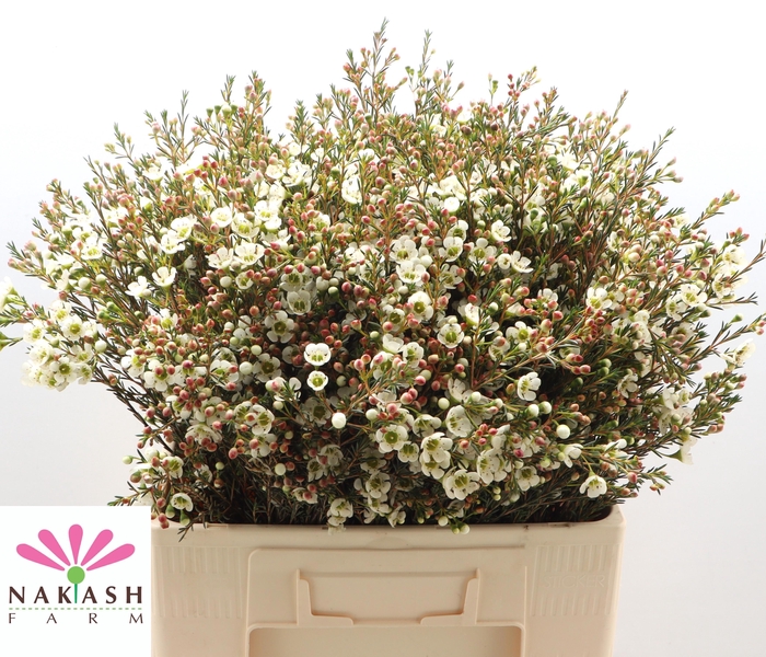 <h4>CHAME ME SIRIUS</h4>