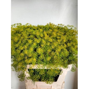 ANET GRAVEOLENS