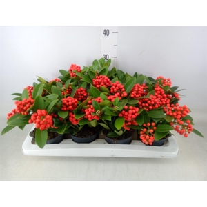 Skimmia jap. 'OBerries Red'