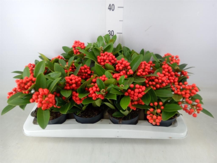 <h4>Skimmia jap. 'OBerries Red'</h4>