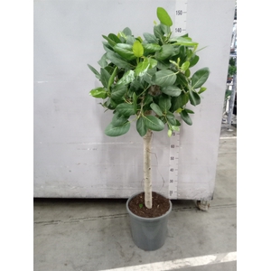 Ficus benghalensis 'Audrey'